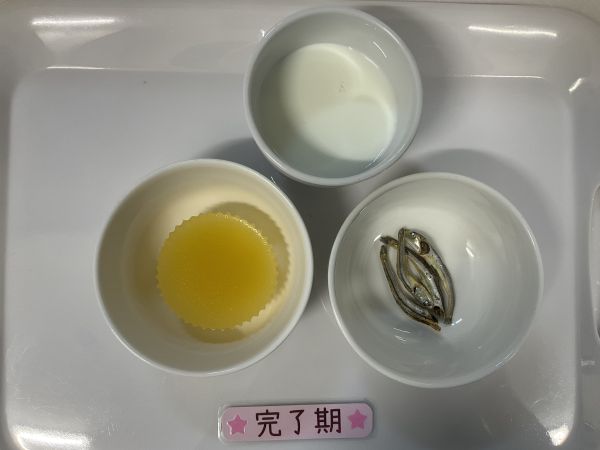 〈完了〉牛乳オレンジゼリー食べる煮干し
